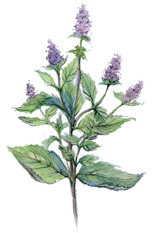 Menthol